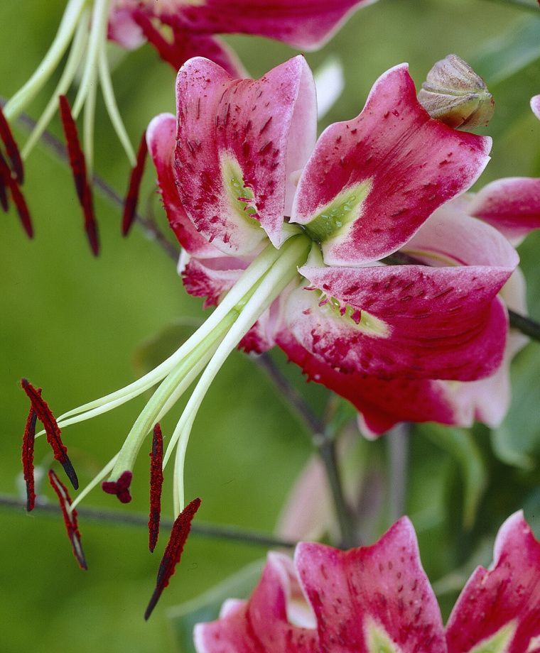 Black Beauty Heirloom Henryi x Speciosum Lily
