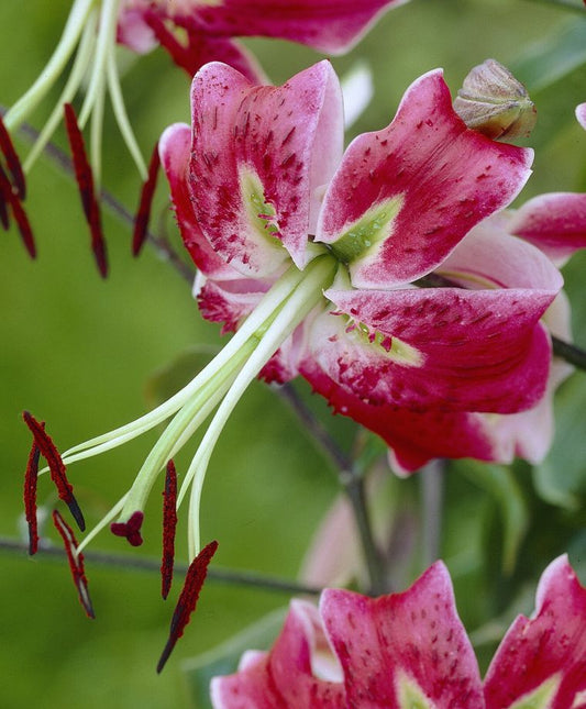 Black Beauty Heirloom Henryi x Speciosum Lily