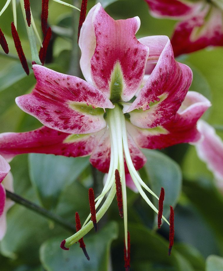 Black Beauty Heirloom Henryi x Speciosum Lily
