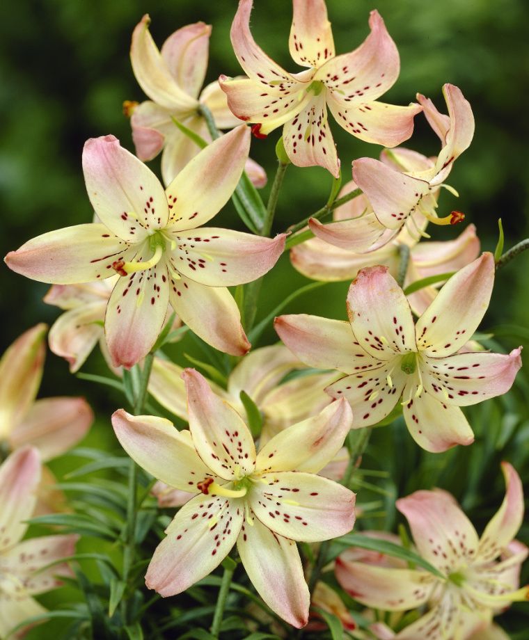 Corsage Hybrid Lily