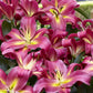 Empoli Oriental x Trumpet Lily