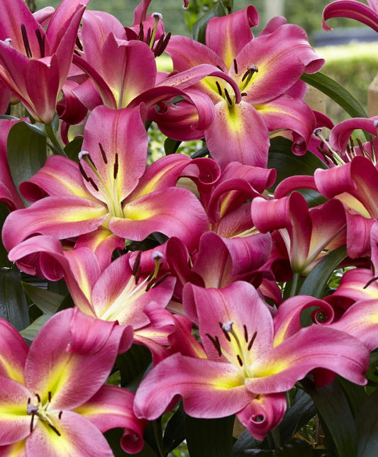 Empoli Oriental x Trumpet Lily