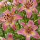 Fancy Dance Hybrid Lily Plants online shopping