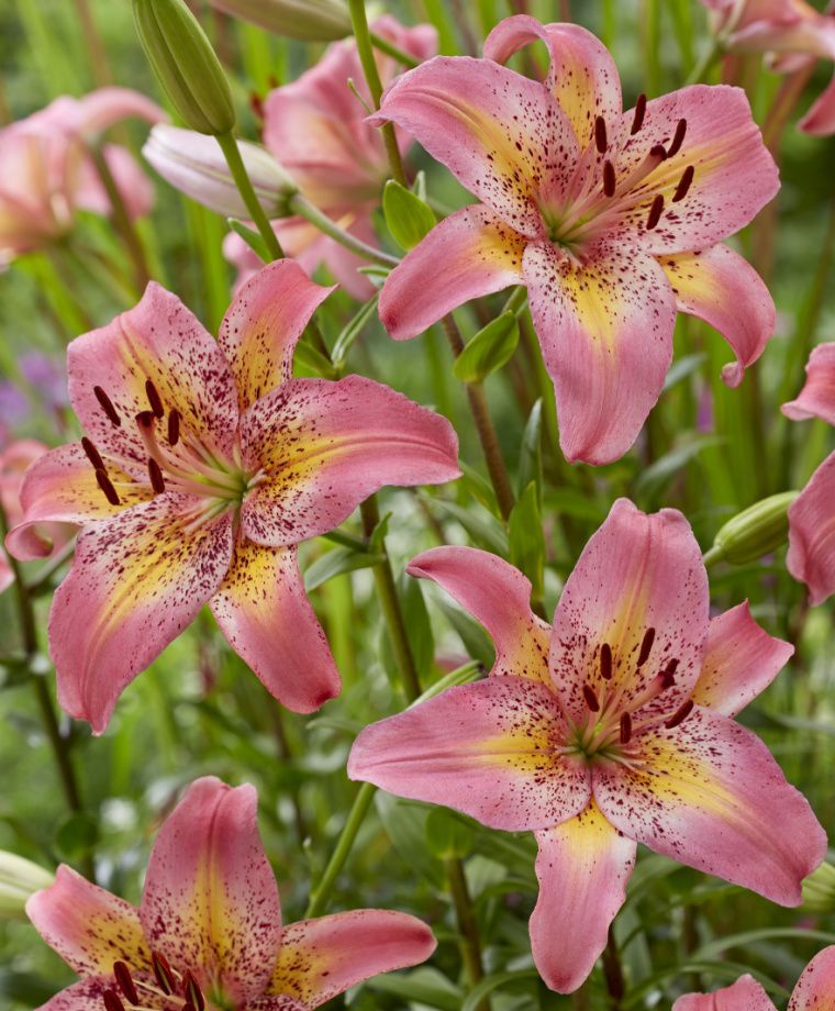 Fancy Dance Hybrid Lily Plants online shopping