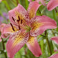 Fancy Dance Hybrid Lily Plants online shopping