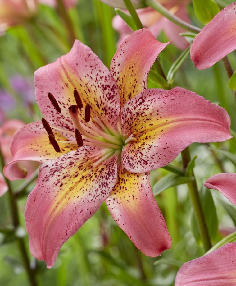 Fancy Dance Hybrid Lily Plants online shopping