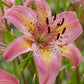 Fancy Dance Hybrid Lily Plants online shopping