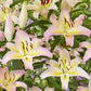 Hocus Pocus Oriental Lily Plants online shopping