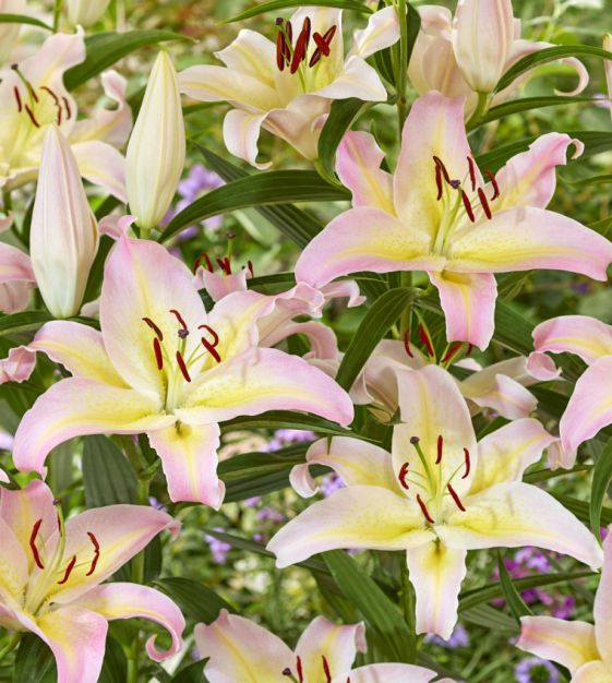 Hocus Pocus Oriental Lily Plants online shopping