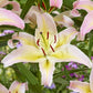 Hocus Pocus Oriental Lily Plants online shopping