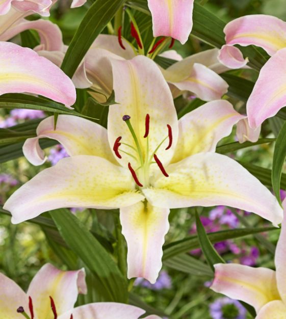 Hocus Pocus Oriental Lily Plants online shopping