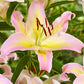 Hocus Pocus Oriental Lily Plants online shopping