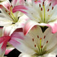 Lollipop Asiatic Hybrid Lily Plants online shopping
