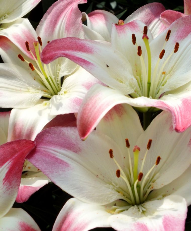 Lollipop Asiatic Hybrid Lily Plants online shopping