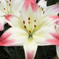 Lollipop Asiatic Hybrid Lily Plants online shopping
