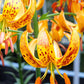 Sunny Morning Heirloom Martagon Lily