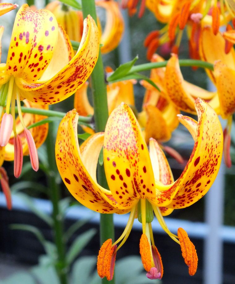 Sunny Morning Heirloom Martagon Lily