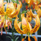 Sunny Morning Heirloom Martagon Lily