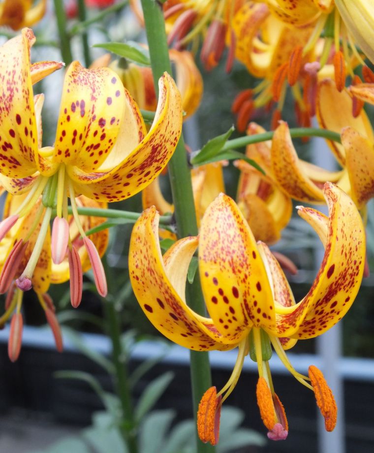 Sunny Morning Heirloom Martagon Lily