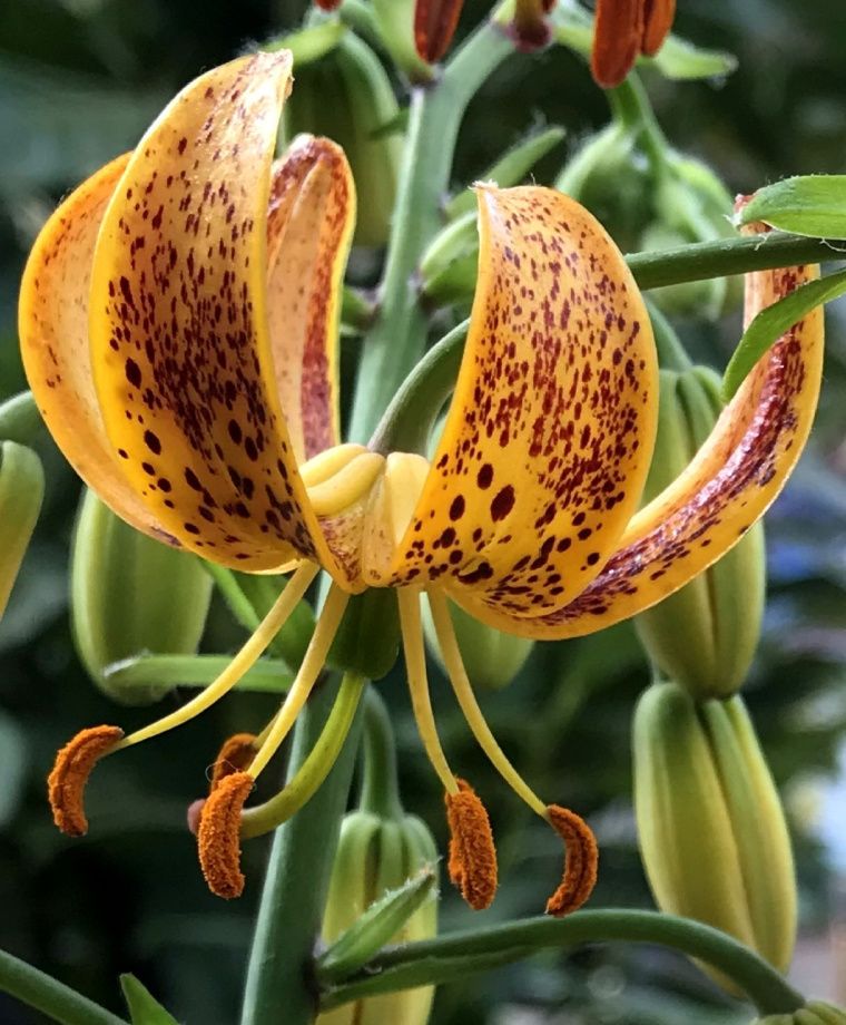 Sunny Morning Heirloom Martagon Lily
