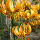 Sunny Morning Heirloom Martagon Lily