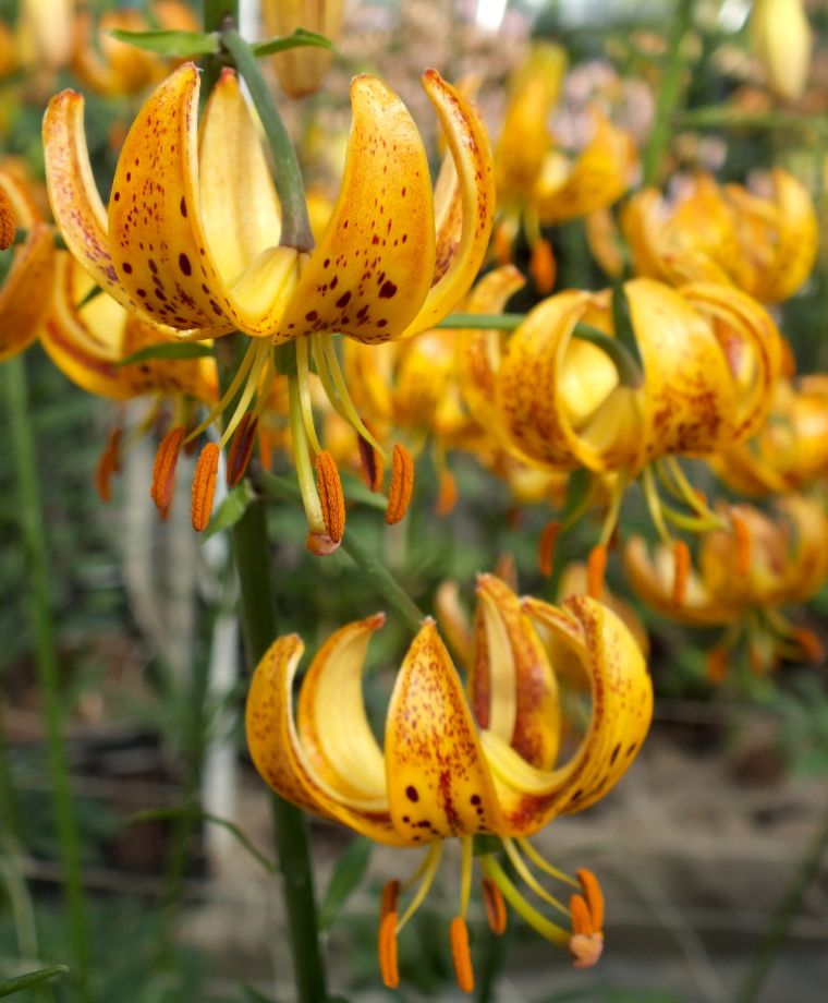 Sunny Morning Heirloom Martagon Lily