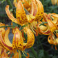 Sunny Morning Heirloom Martagon Lily