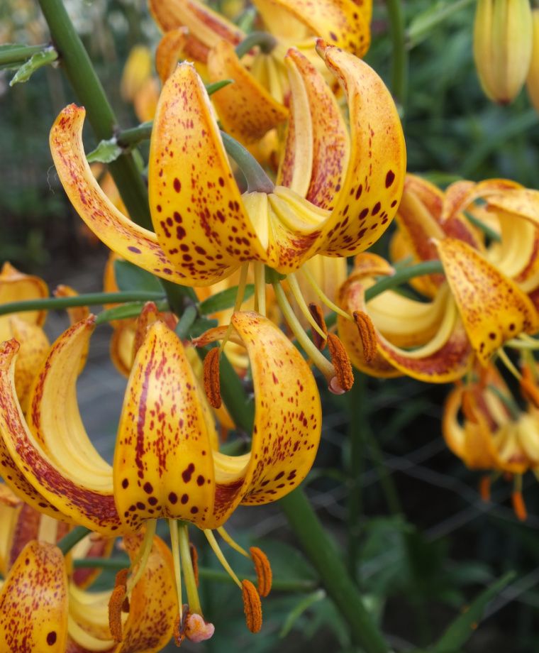 Sunny Morning Heirloom Martagon Lily