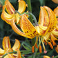 Sunny Morning Heirloom Martagon Lily