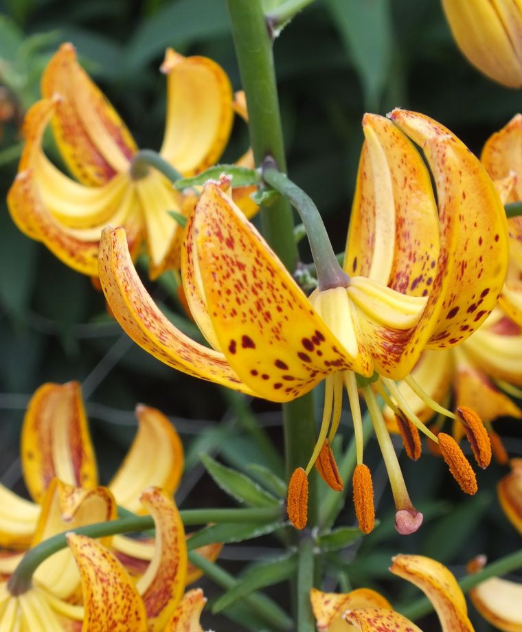Sunny Morning Heirloom Martagon Lily