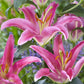 Mount Cook Oriental Lily