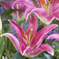 Mount Cook Oriental Lily