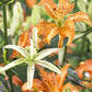 Must See Asiatic Hybrid Lily Plants online shopping