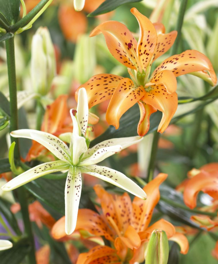 Must See Asiatic Hybrid Lily Plants online shopping