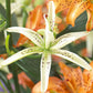 Must See Asiatic Hybrid Lily Plants online shopping