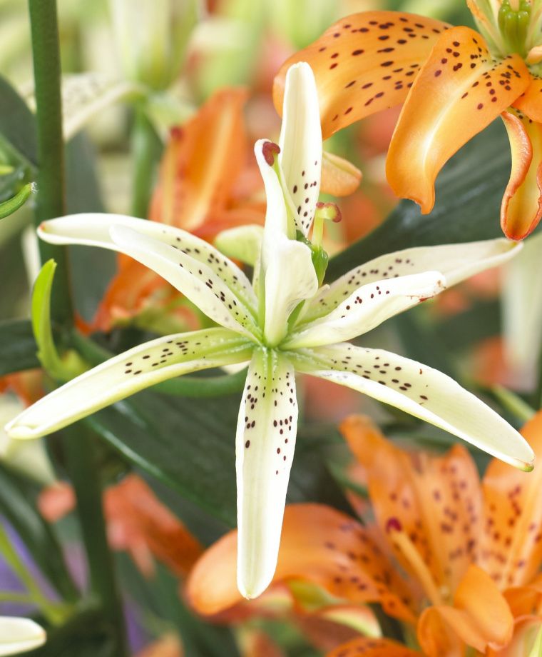 Must See Asiatic Hybrid Lily Plants online shopping