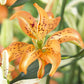 Must See Asiatic Hybrid Lily Plants online shopping