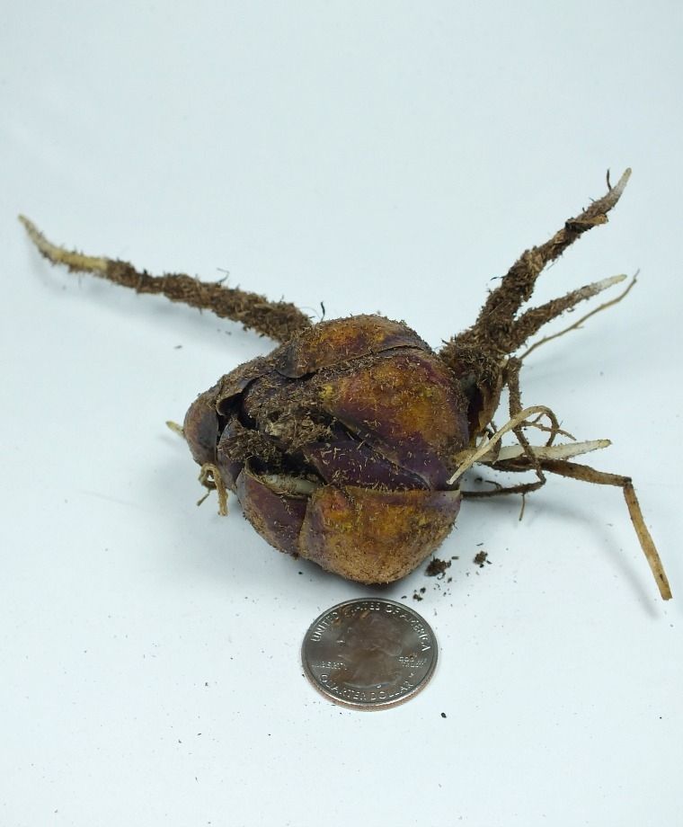 Anastasia Oriental x Trumpet Lily