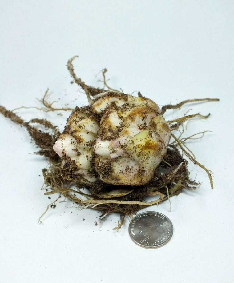 Arabian Knight Heirloom Martagon Lily