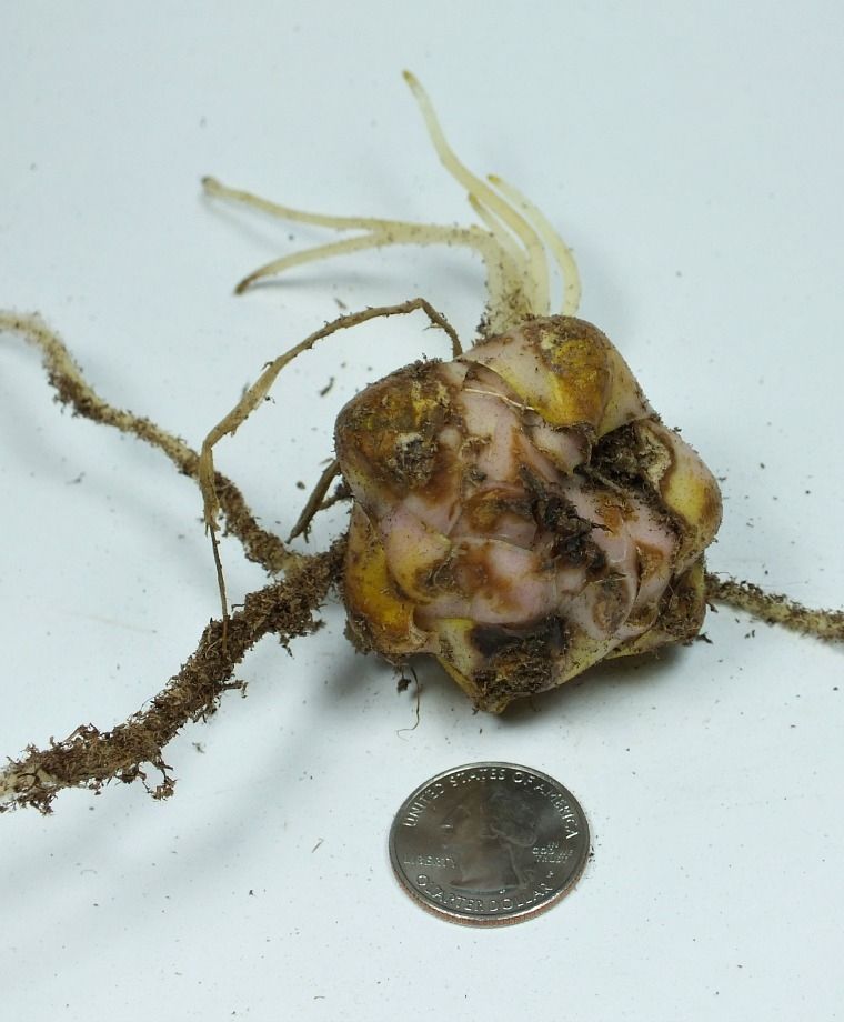 Muscadet Oriental Lily