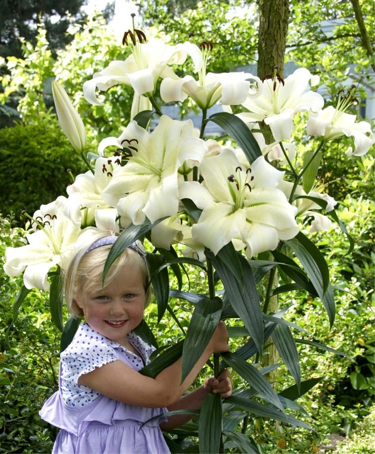 Pretty Woman Oriental x Trumpet Lily