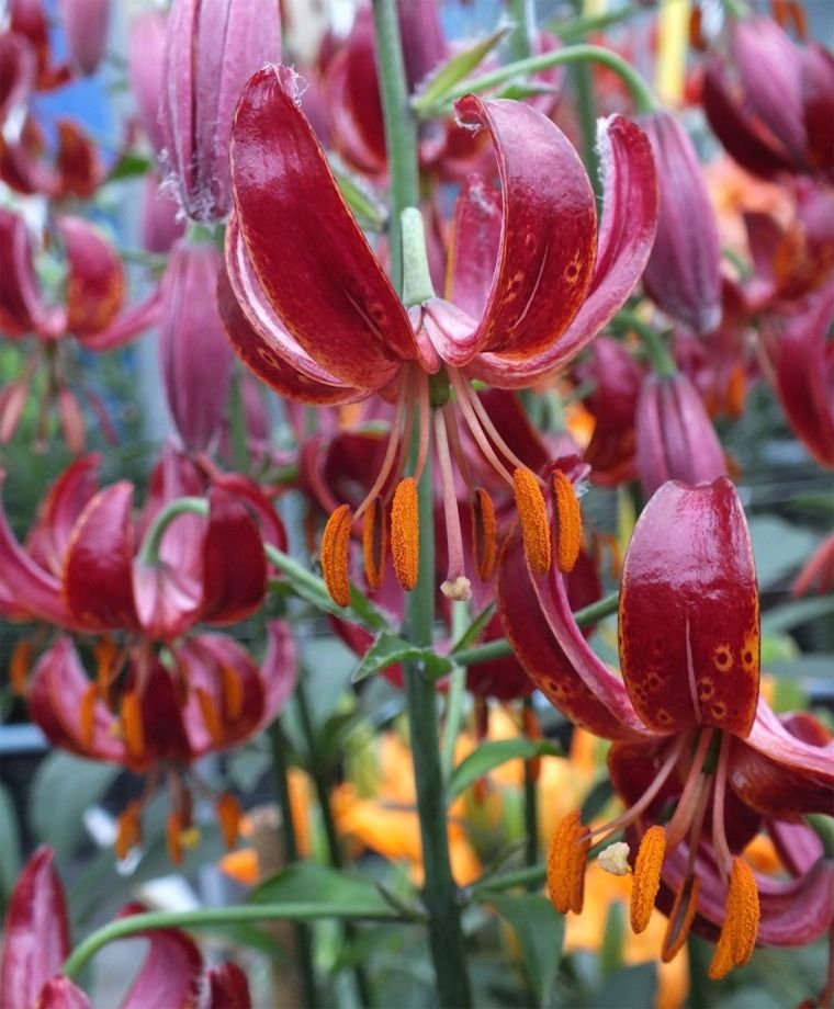 Claude Shride Heirloom Martagon Lily