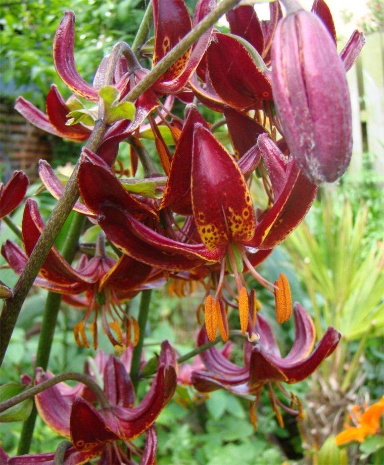 Claude Shride Heirloom Martagon Lily