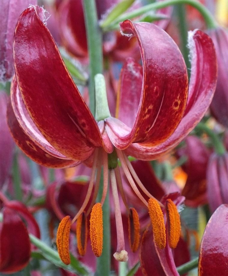 Claude Shride Heirloom Martagon Lily