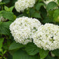 Hydrangea arborescens NCHA8 Invincibelle Limetta