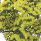 Lemon Yellow Bonduelli Statice Seeds online shopping