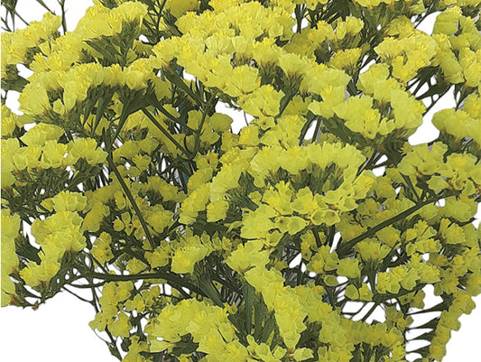Lemon Yellow Bonduelli Statice Seeds online shopping