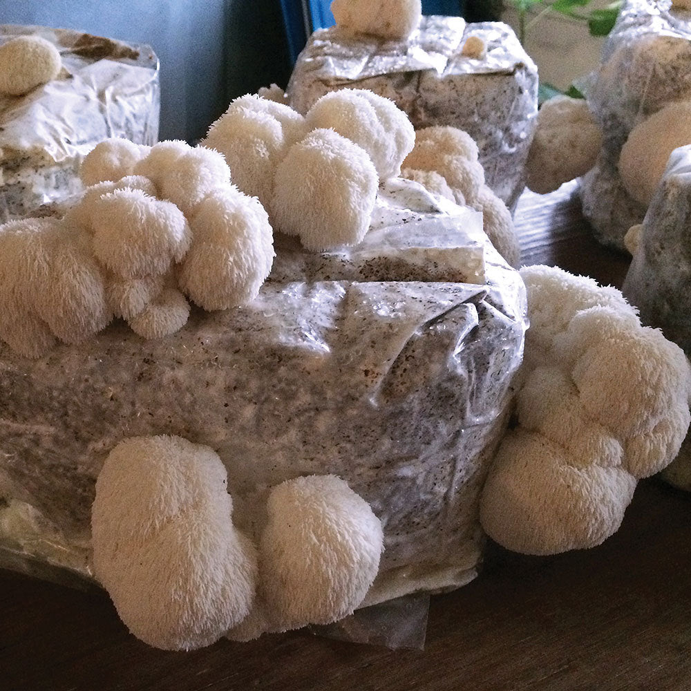 Lion's Mane Mushroom - Champignon de la Crinière du Lion