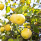 Citrus Trees - Arbres d'Agrumes
