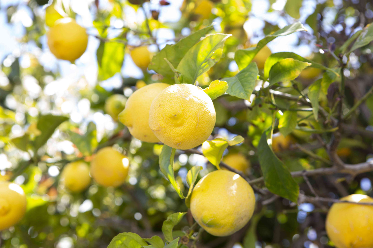 Citrus Trees - Arbres d'Agrumes